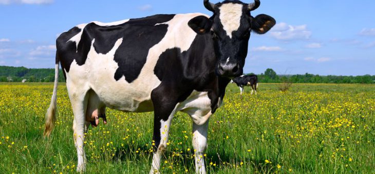 Jak prawidłowo zoptymalizować skład paszy dla bydła?